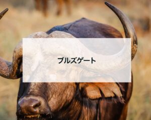 2023ブルズゲートのピークは5月5日スピリチュアルな意味とやること