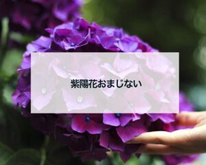 紫陽花おまじない終わったら捨て方トイレ6月7月2023