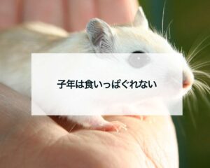 子年は食いっぱぐれない