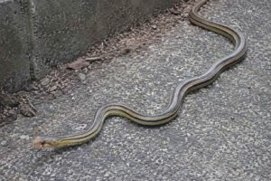 通常のシマヘビ