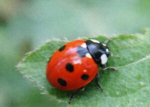 てんとう虫は、昔から明るさや幸運の象徴として語られてきました。小さな虫なのに、なぜここまで特別視されてきたのかというと、見た目の華やかさだけでなく、「上向きの気を運ぶ存在」と感じさせる性質があるからです。