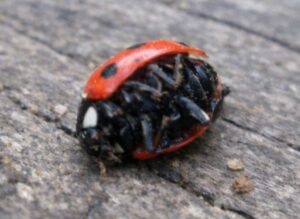 結論からいうと、てんとう虫の死骸を見たからといって、すぐに不吉だと決めつける必要はありません。