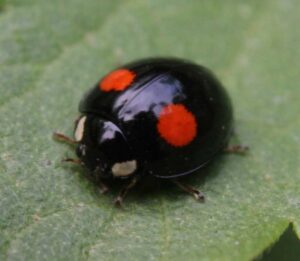 二つ星てんとう虫のスピリチュアルな意味をひとことで言うなら、「ふたつのものを結ぶ幸運のサイン」です。