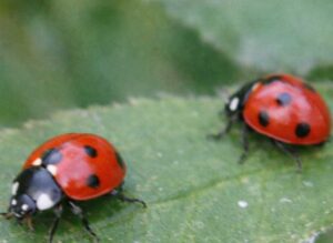 てんとう虫が二匹いる時の恋愛ジンクス
