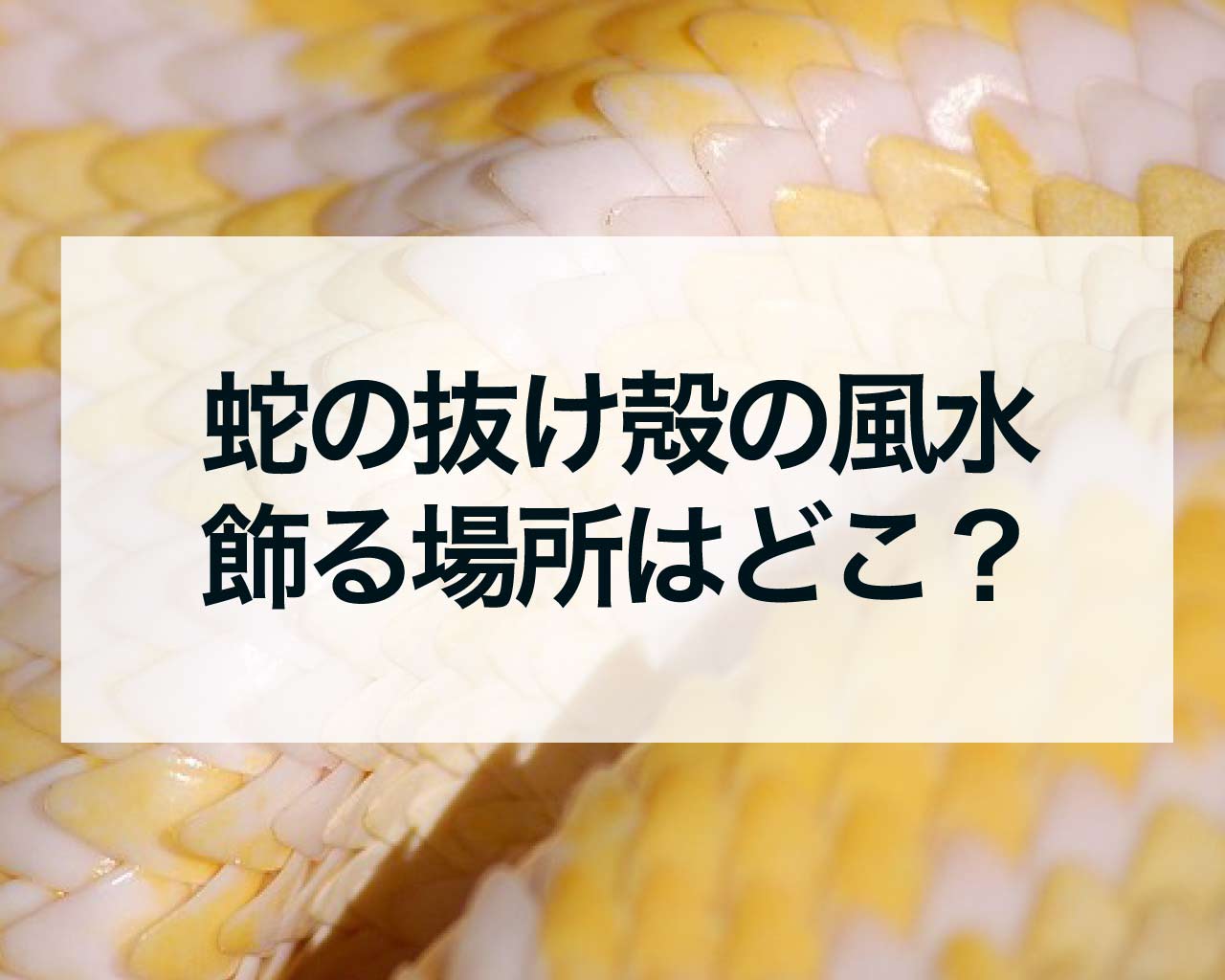 蛇の抜け殻の風水、飾る場所はどこが良い？