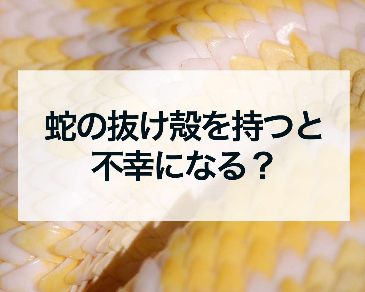 蛇の抜け殻を持つと不幸になる？その理由と対策