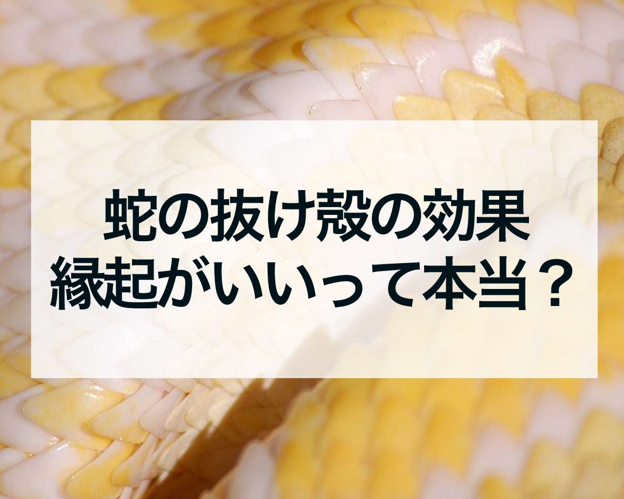 蛇の抜け殻の効果、縁起がいいって本当？