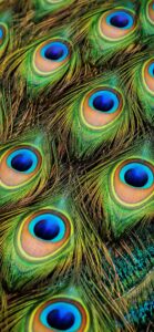 孔雀の羽が持つスピリチュアルな意味と、待ち受けにしたときの効果