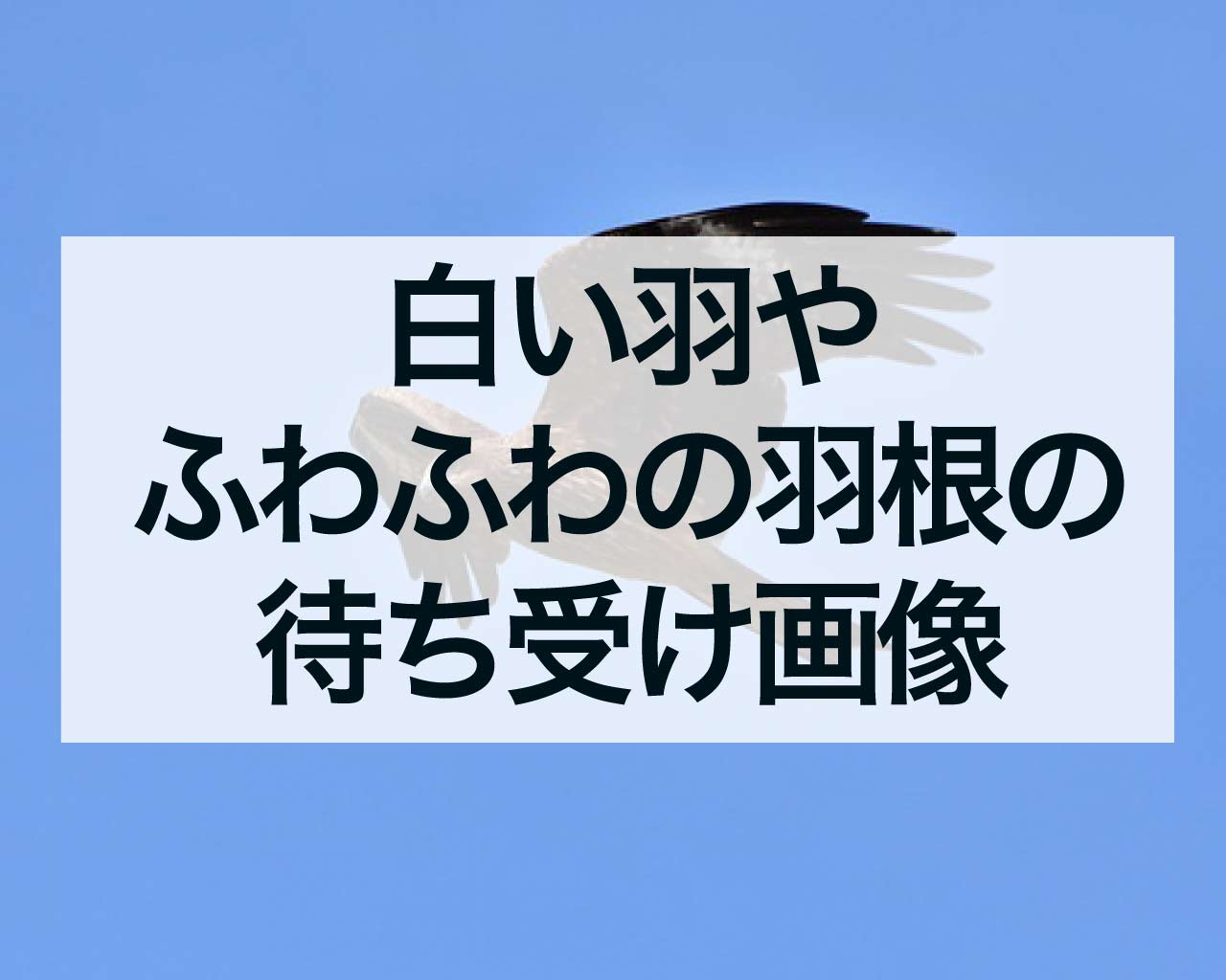 白い羽やふわふわの羽根の待ち受け画像で幸運を惹きつけよう