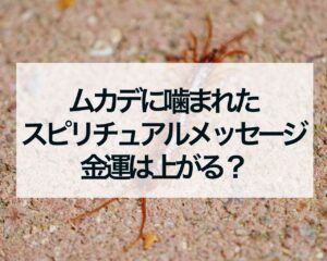 ムカデに噛まれたスピリチュアルメッセージ、金運は上がる？