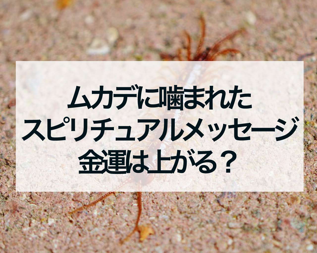 ムカデに噛まれたスピリチュアルメッセージ、金運は上がる？