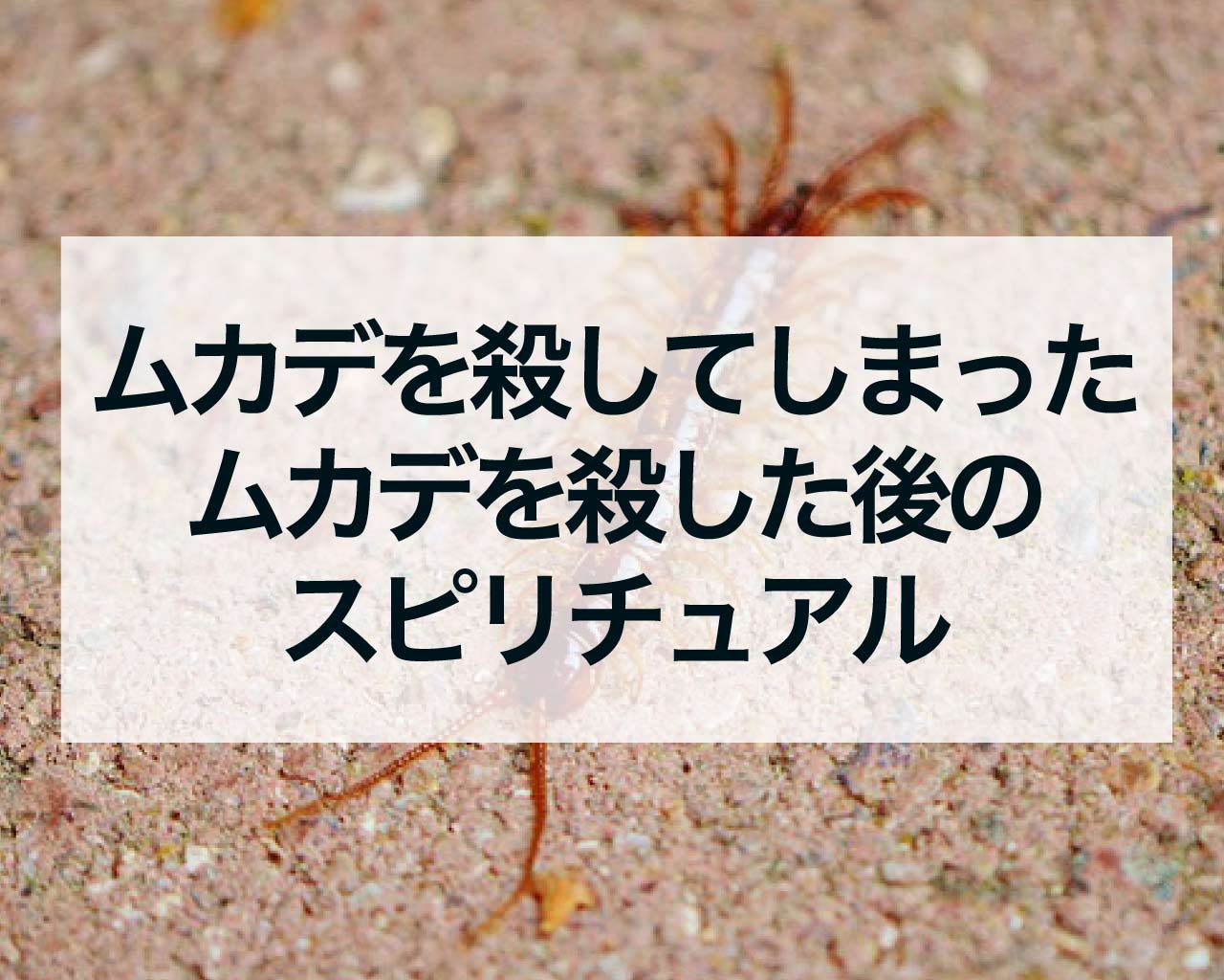 ムカデを殺してしまったら…ムカデを殺した後のスピリチュアル