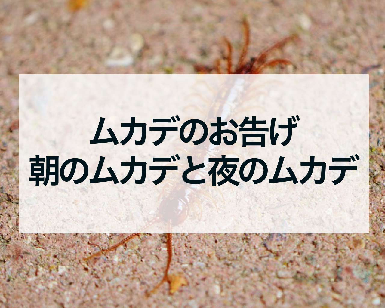 ムカデのお告げ、朝のムカデと夜のムカデ