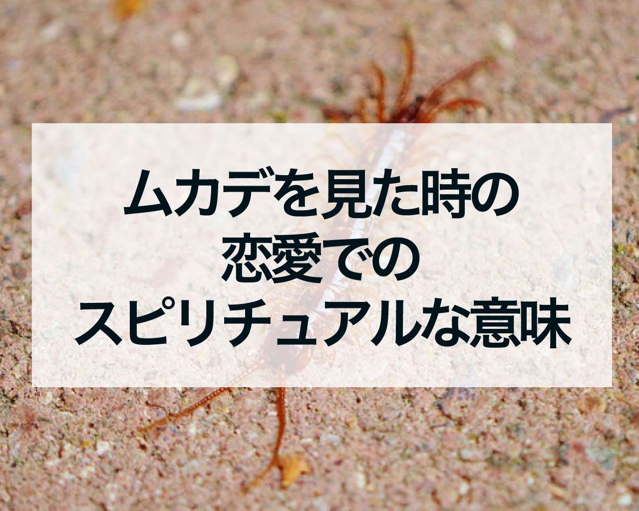 ムカデを見た時の恋愛でのスピリチュアルな意味