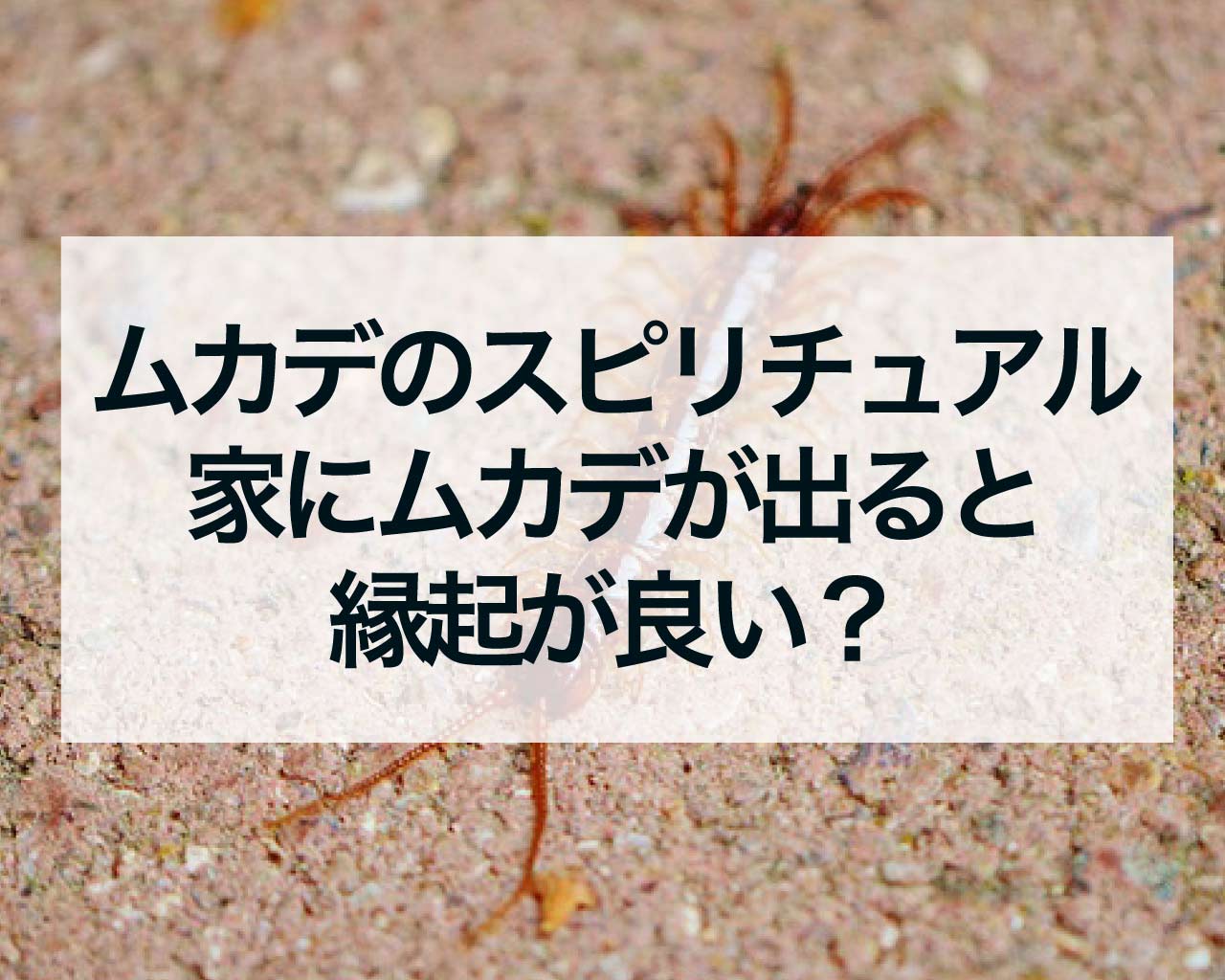 ムカデのスピリチュアル、家にムカデが出ると縁起が良い？