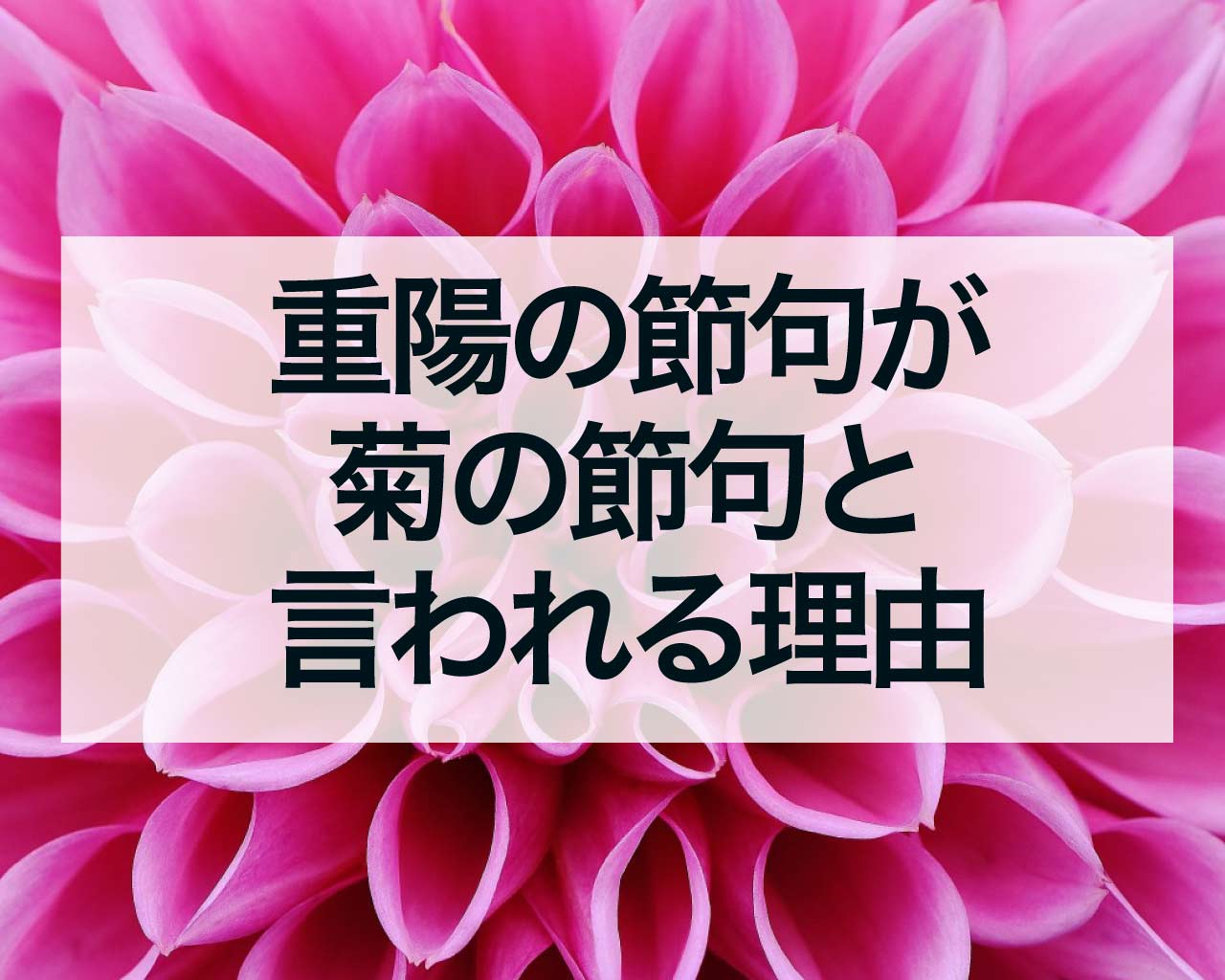 重陽の節句が菊の節句と言われる理由