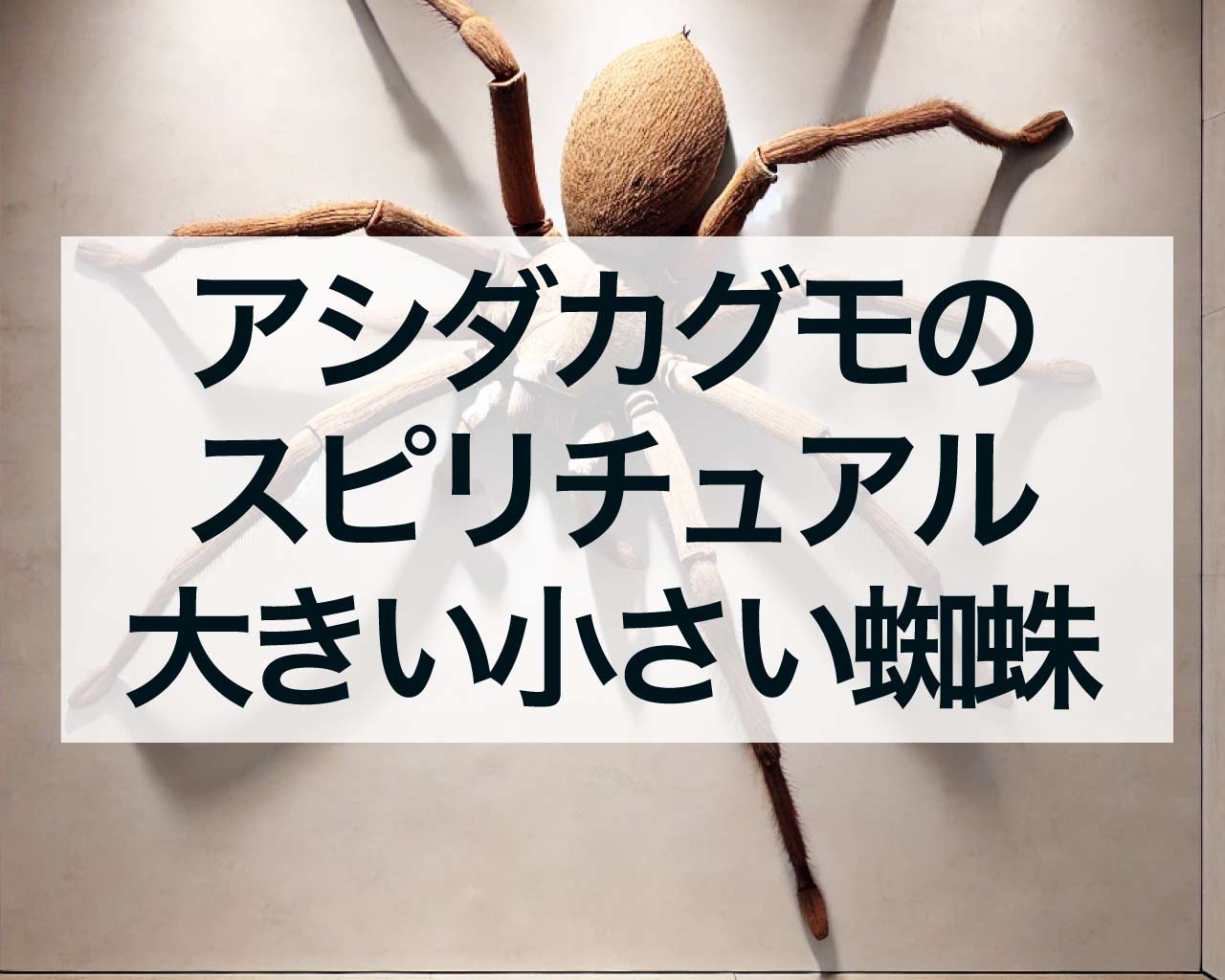 アシダカグモのスピリチュアルな意味、大きい蜘蛛と小さい蜘蛛