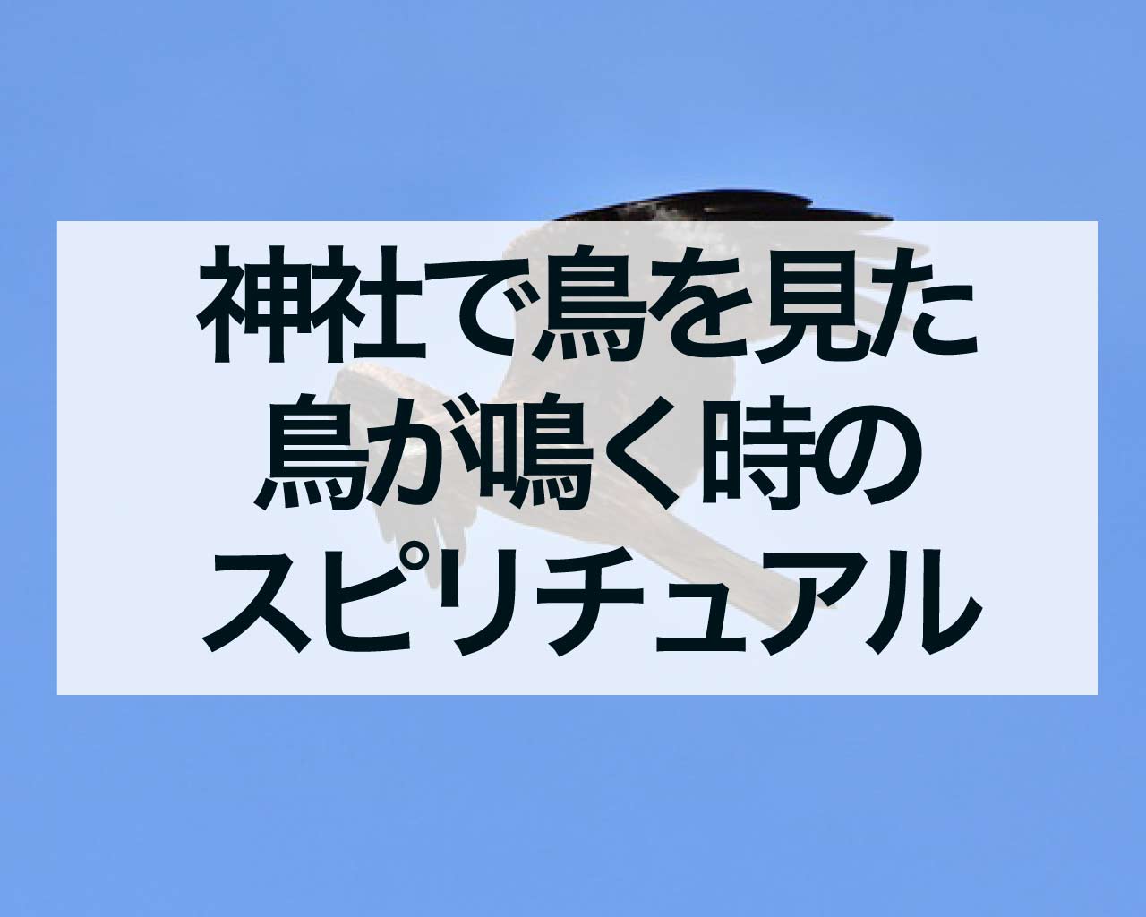 神社で鳥を見た・鳥が鳴く時のスピリチュアルメッセージ