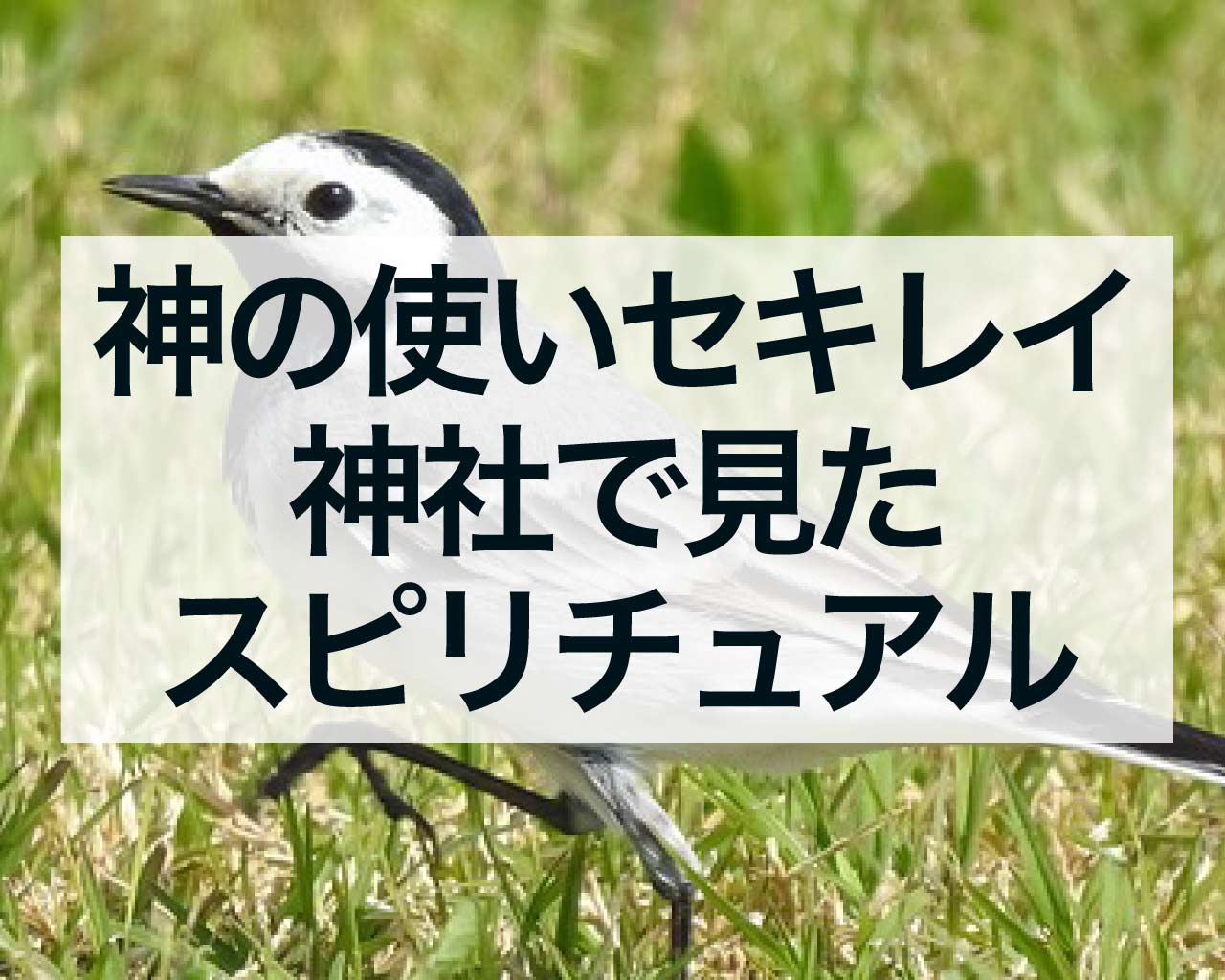 神の使いセキレイを神社で見たスピリチュアルな意味