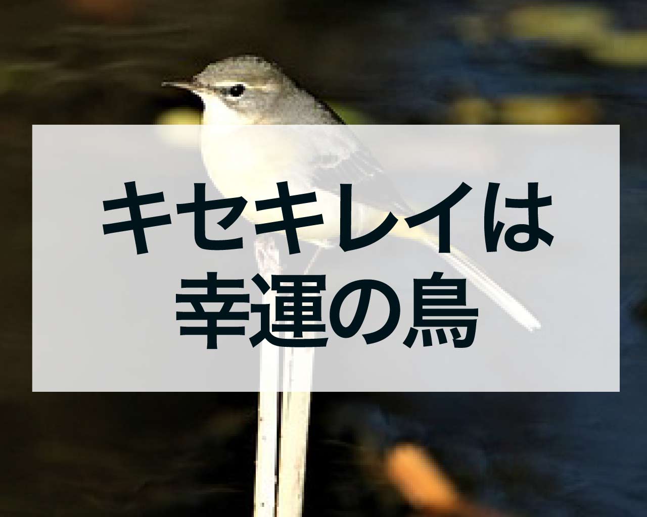 キセキレイは幸運の鳥、キセキレイのスピリチュアルな意味