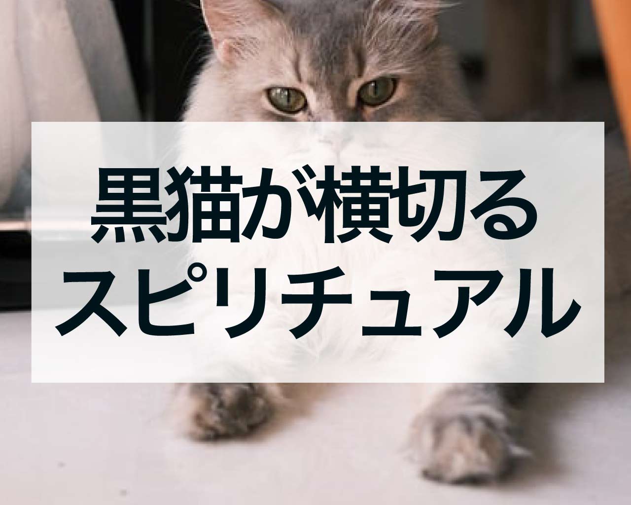 黒猫が横切るスピリチュアルな意味、宝くじに当たる？不吉なことが起こる？