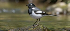 セグロセキレイは、全長約20～22cmの小さな鳥で、その名前の通り、黒い背中と白いお腹が特徴的