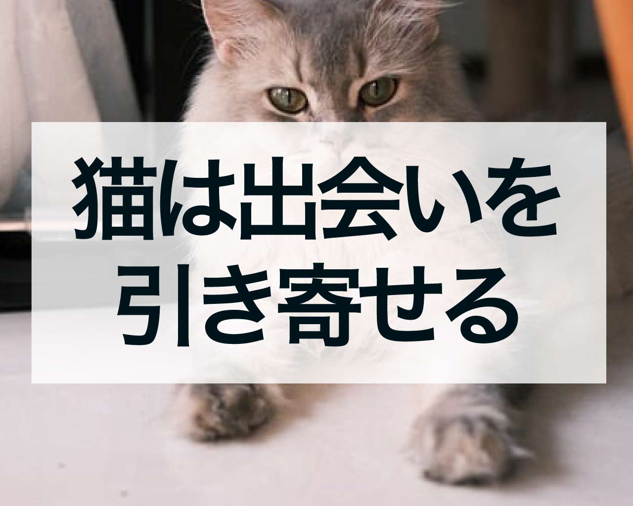 猫は出会いを引き寄せる、猫を見た時の恋愛のスピリチュアル