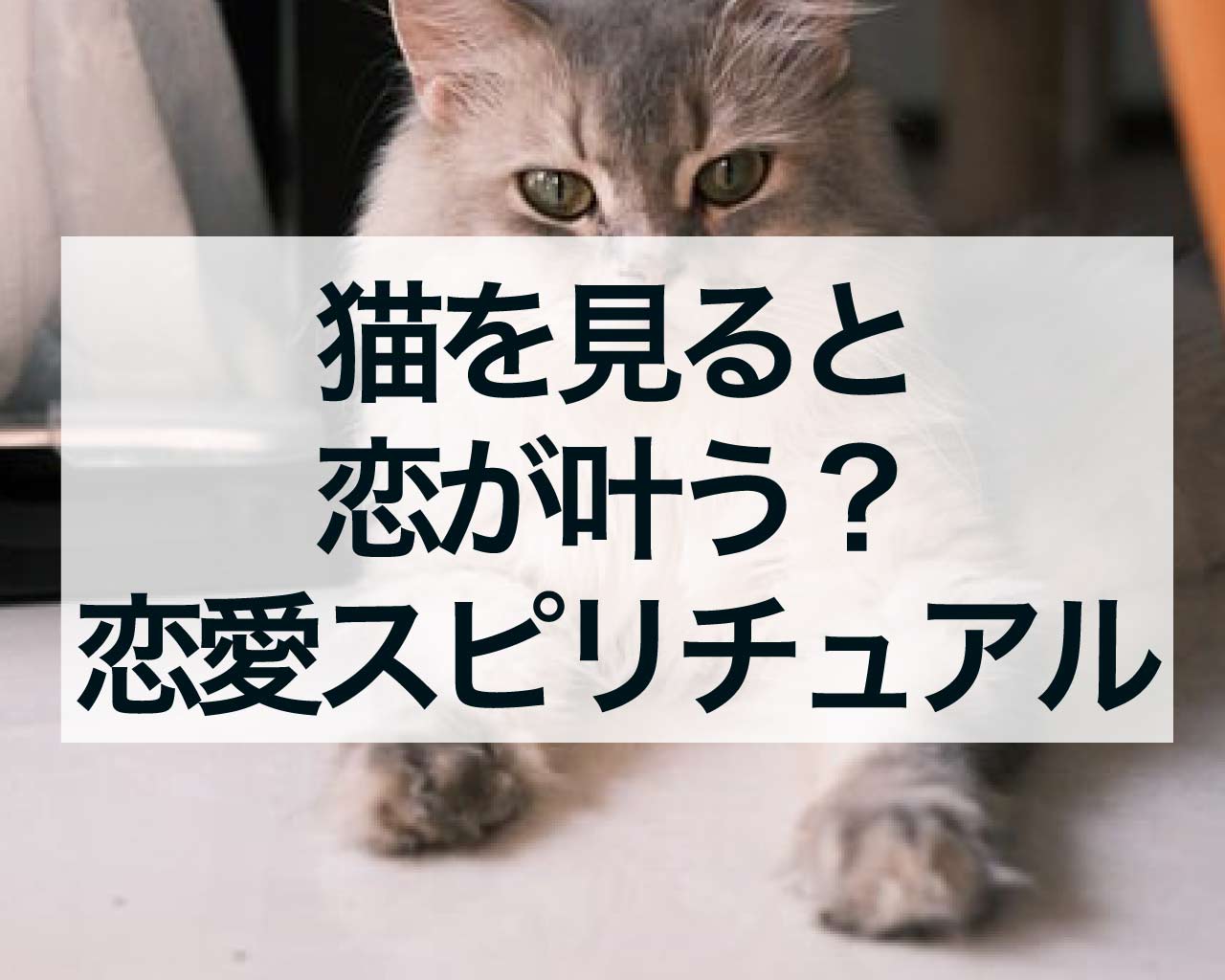 猫を見ると恋が叶う？猫の恋愛スピリチュアル