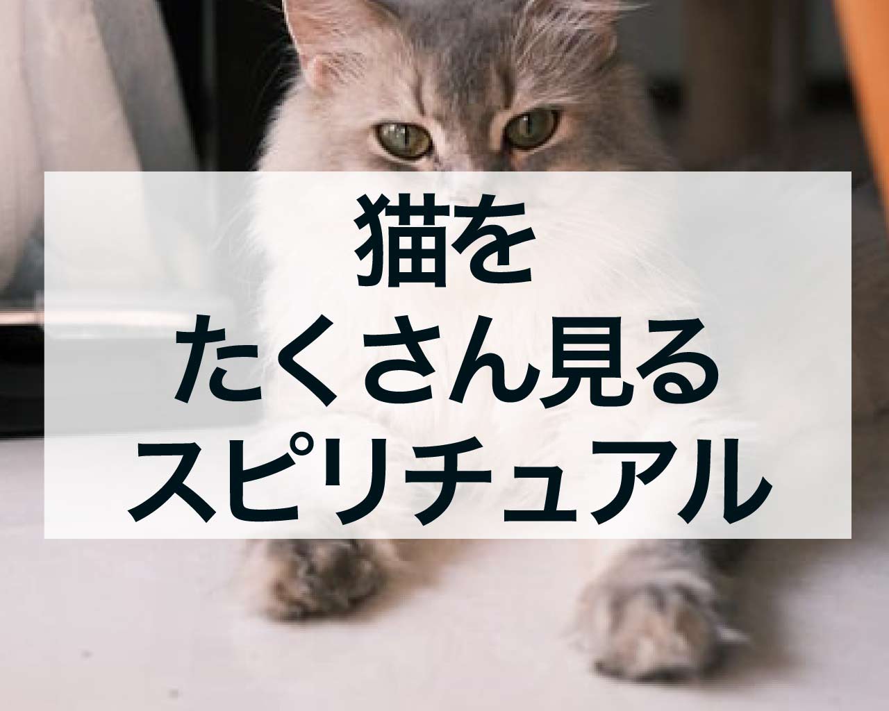 猫をたくさん見るスピリチュアルな意味