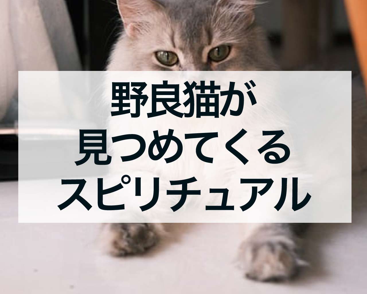 野良猫が見つめてくるスピリチュアルな意味、幸運？不幸？縁起は？