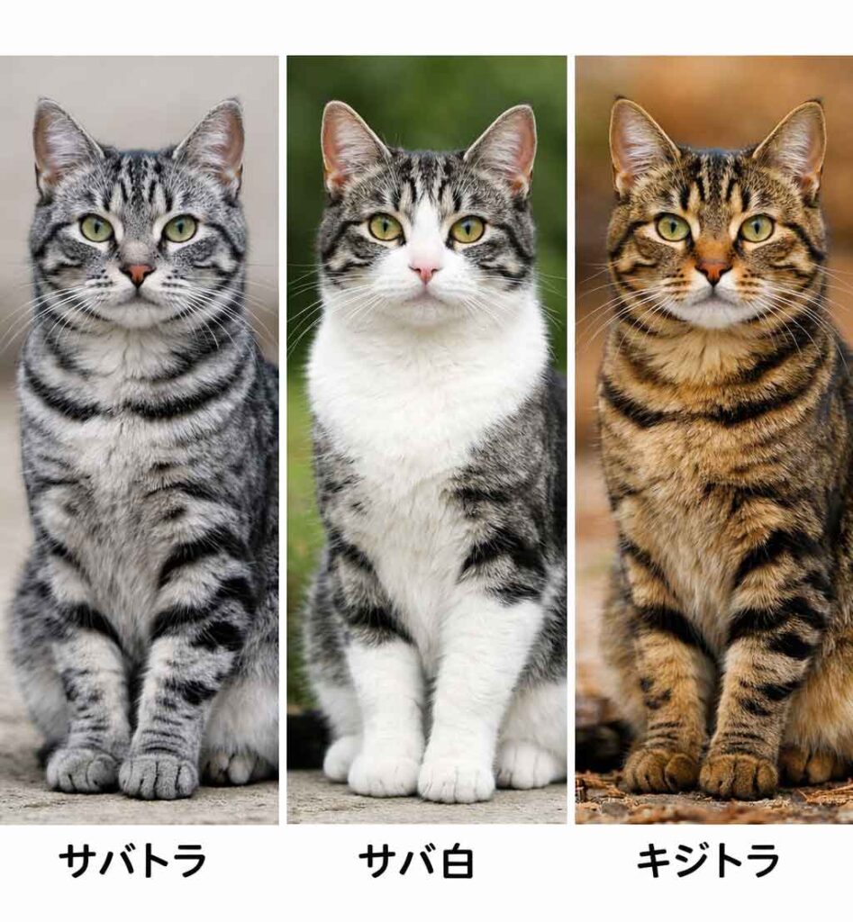 サバトラ猫とは?まず柄の違いを正しく整理(混同が順位を落としやすい)