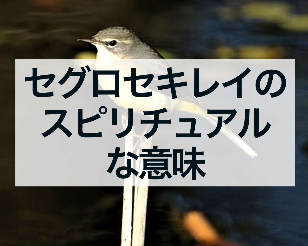 セグロセキレイのスピリチュアルな意味