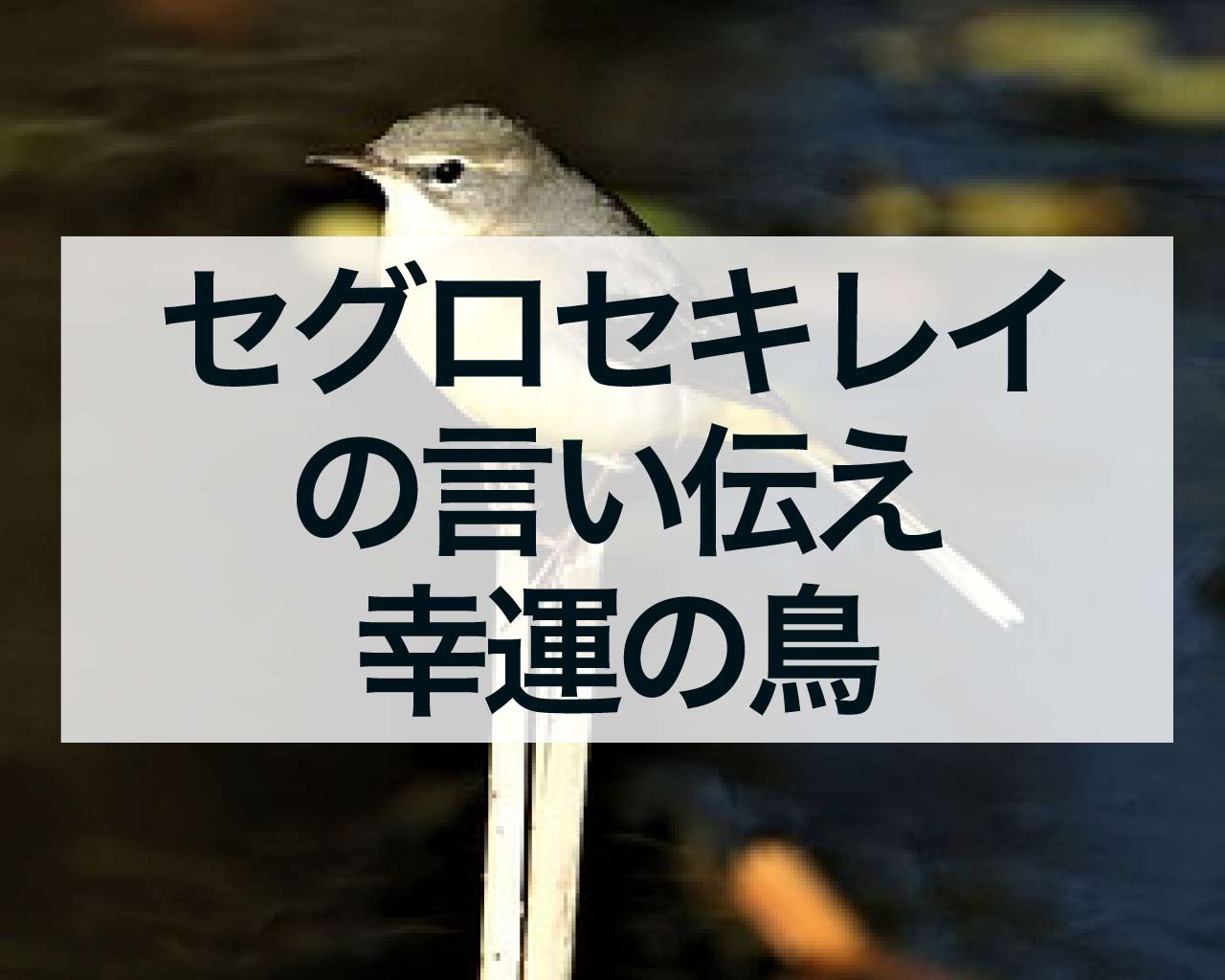 セグロセキレイの言い伝え、セグロセキレイは幸運の鳥