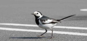 ハクセキレイは、白と黒のコントラストが目立つ細身の小鳥で、長い尾を上下に動かしながら地面を歩くのが特徴