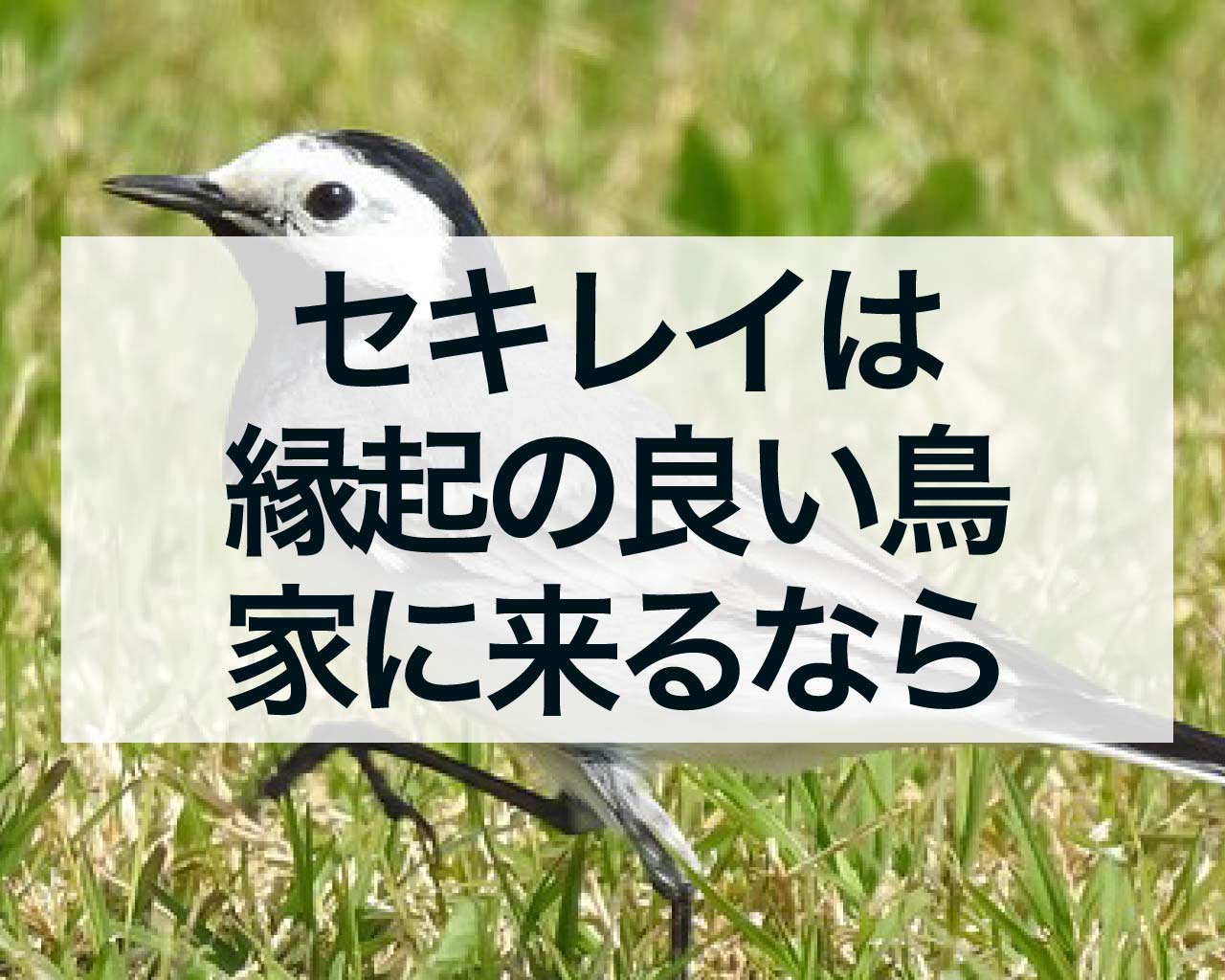 セキレイは縁起の良い鳥、家に来るなら幸運を運ぶ