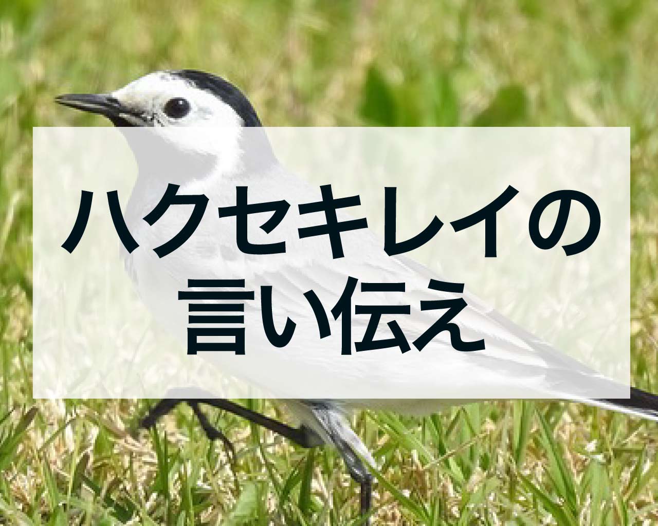 ハクセキレイの言い伝え：神様の使いセキレイが巣を作った家には良いことがある