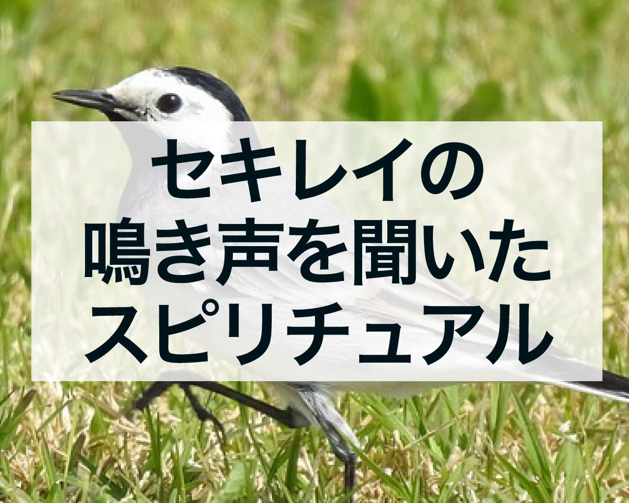 セキレイの鳴き声を聞いたスピリチュアルな意味