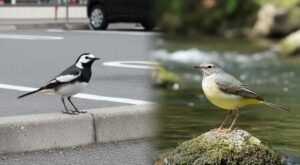 セキレイとは？ハクセキレイ・キセキレイの特徴をやさしく整理