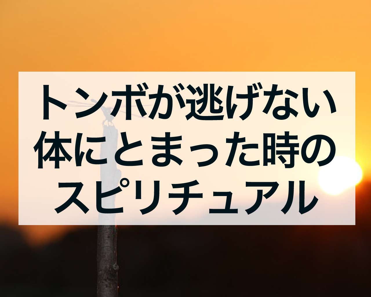 トンボが逃げない、体にとまった時のスピリチュアルな意味とは？そのサインを徹底解説！