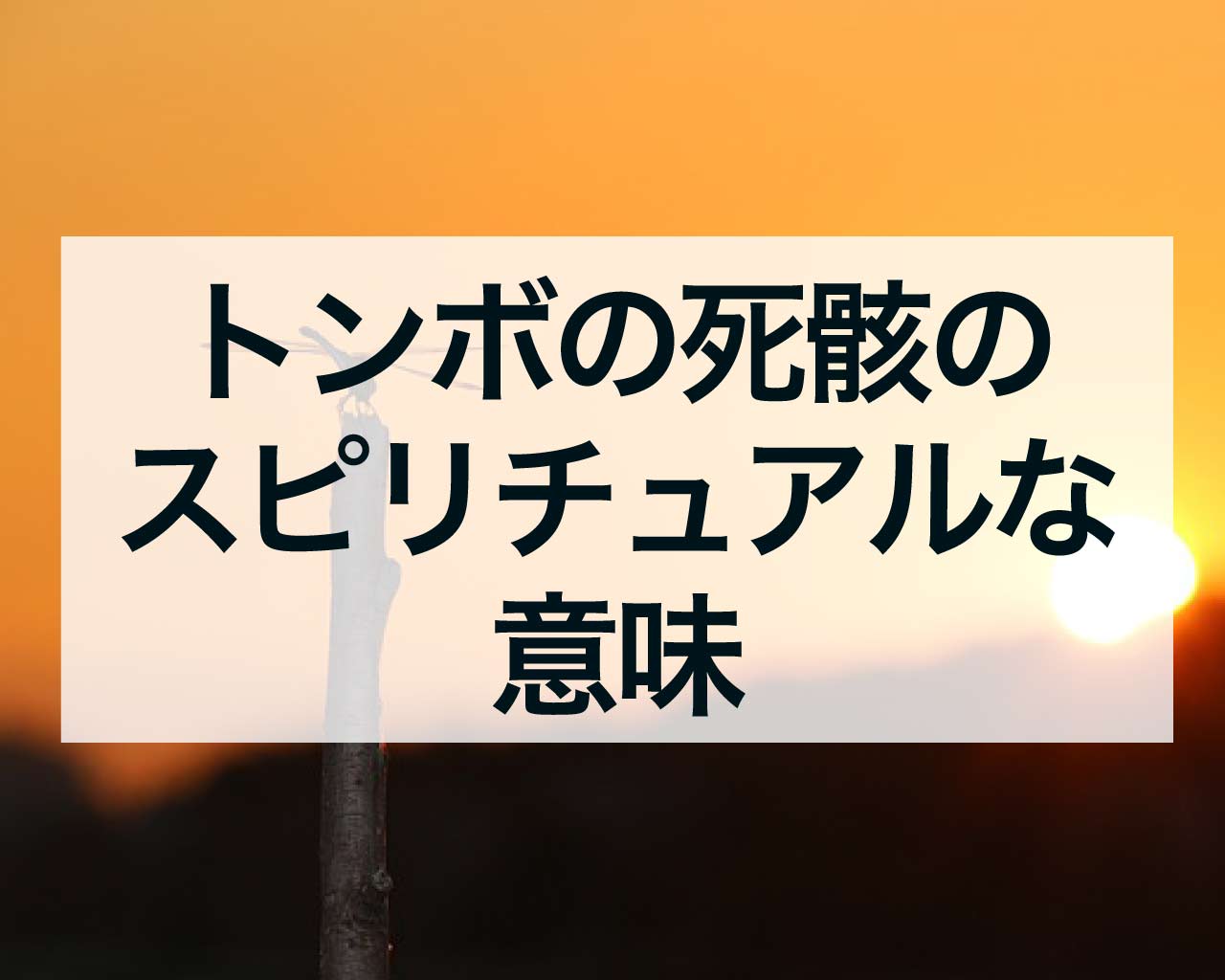 トンボの死骸のスピリチュアルな意味、季節外れのトンボが死んでいる時とは？