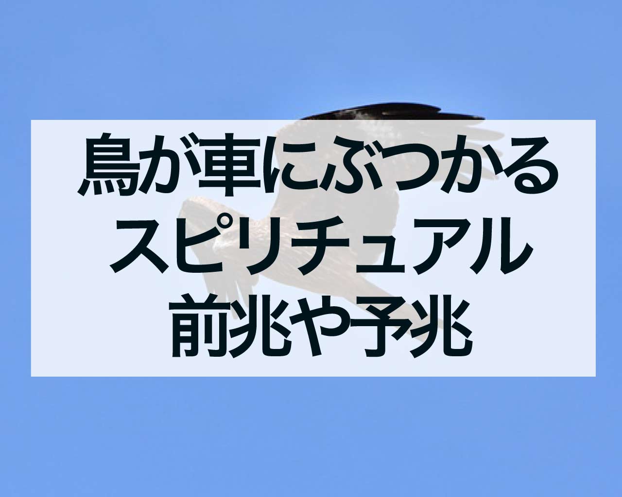 鳥が車にぶつかるスピリチュアルな意味や前兆予兆