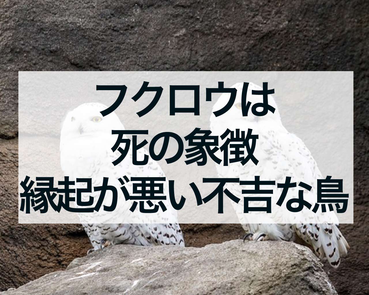 フクロウは死の象徴、縁起が悪い不吉な鳥？