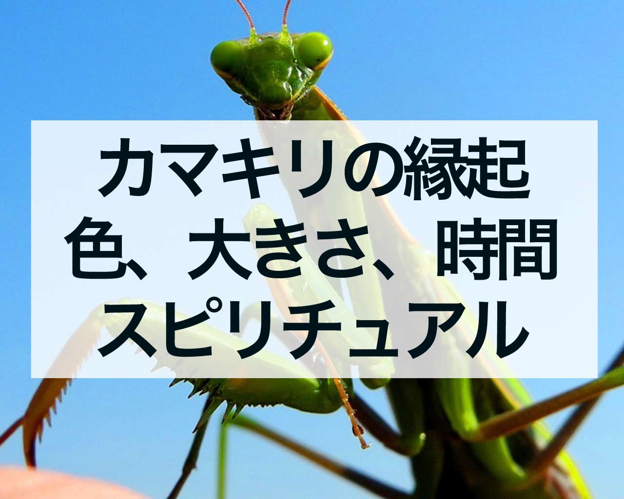 カマキリの縁起、緑や茶色のカマキリ、大きさ、朝昼夜のスピリチュアルな意味