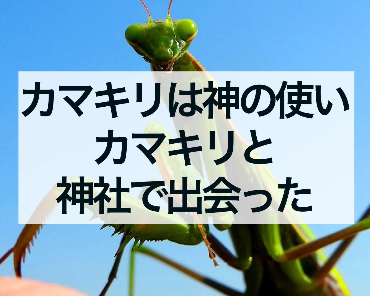 カマキリは神の使い？カマキリと神社で出会ったスピリチュアルな意味