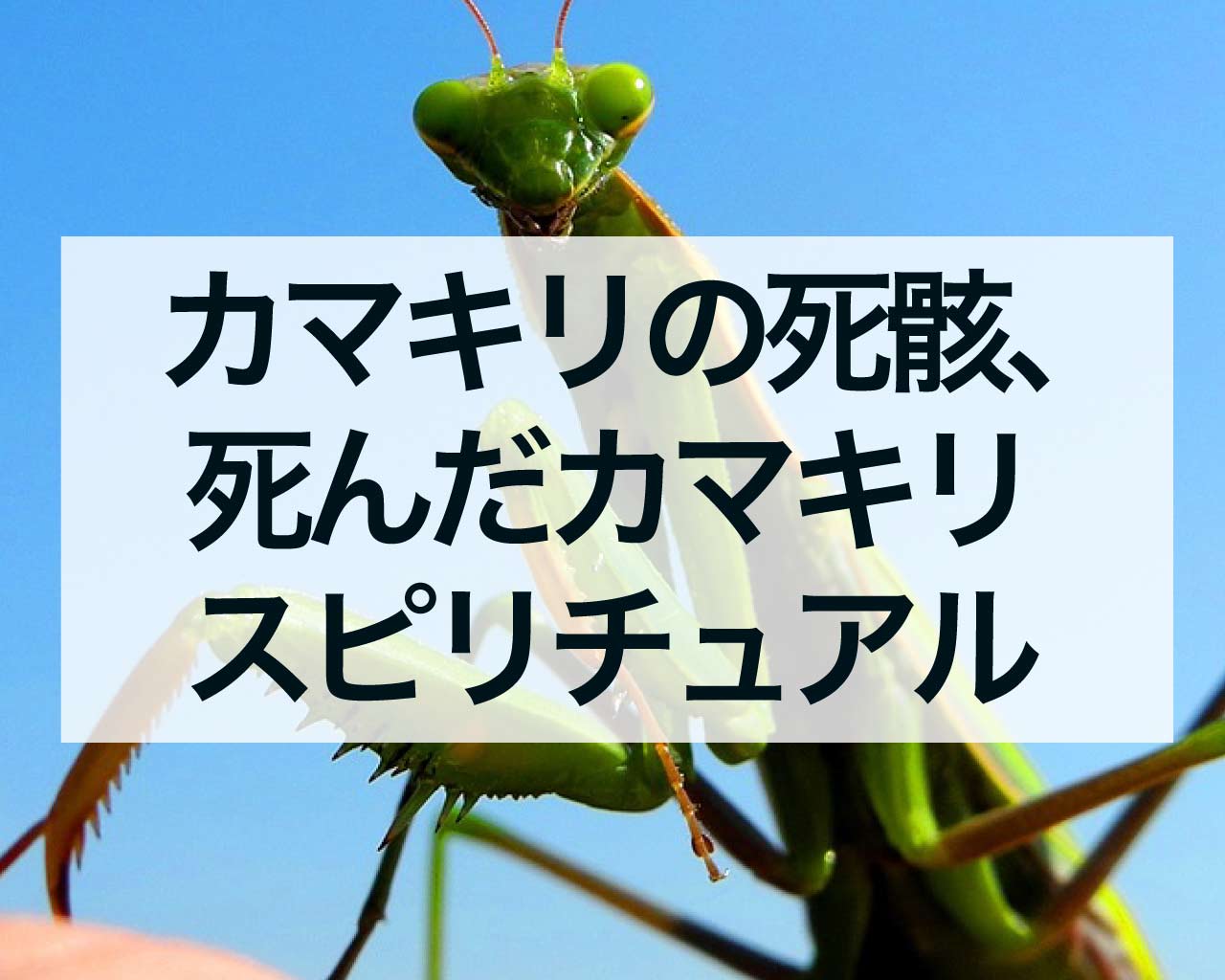 カマキリの死骸、死んだカマキリのスピリチュアルな意味