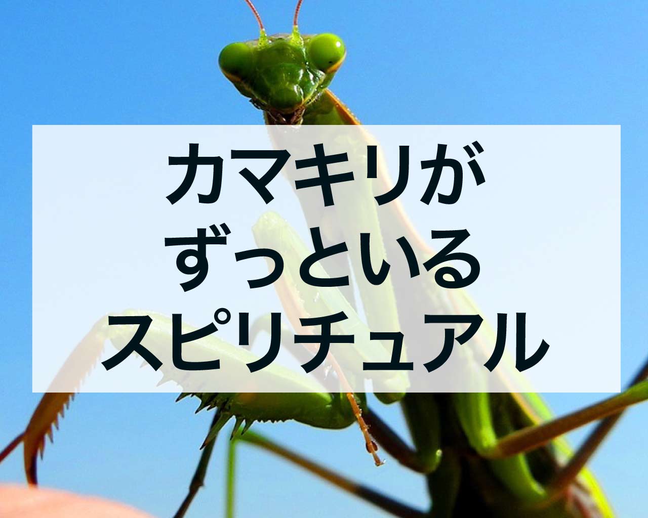 カマキリがずっといる？玄関や部屋、車に現れるスピリチュアルな意味