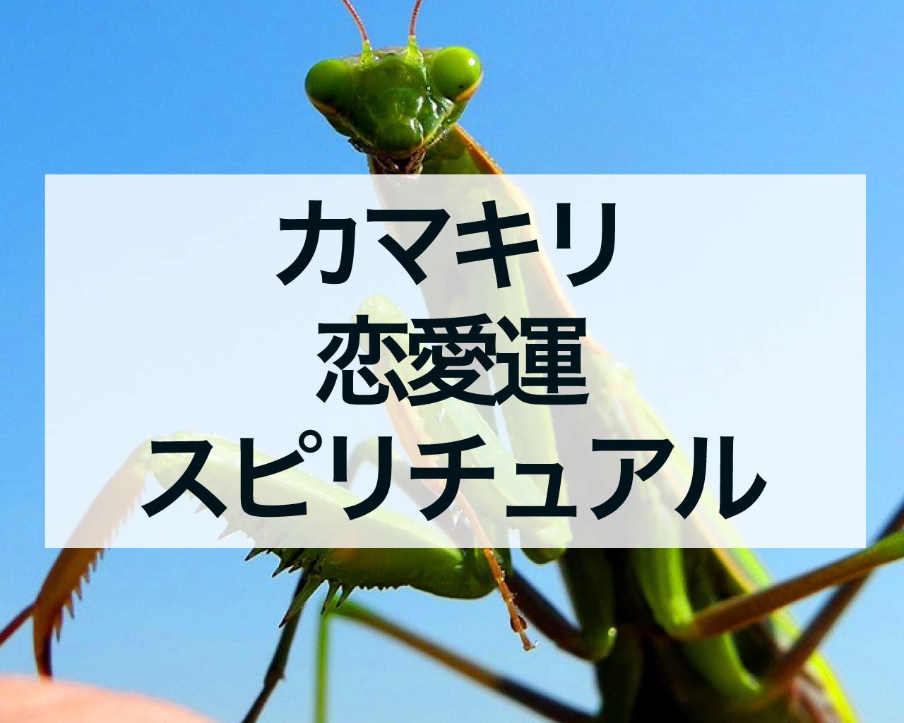 カマキリのスピリチュアルな意味、カマキリは恋愛運が上がる？