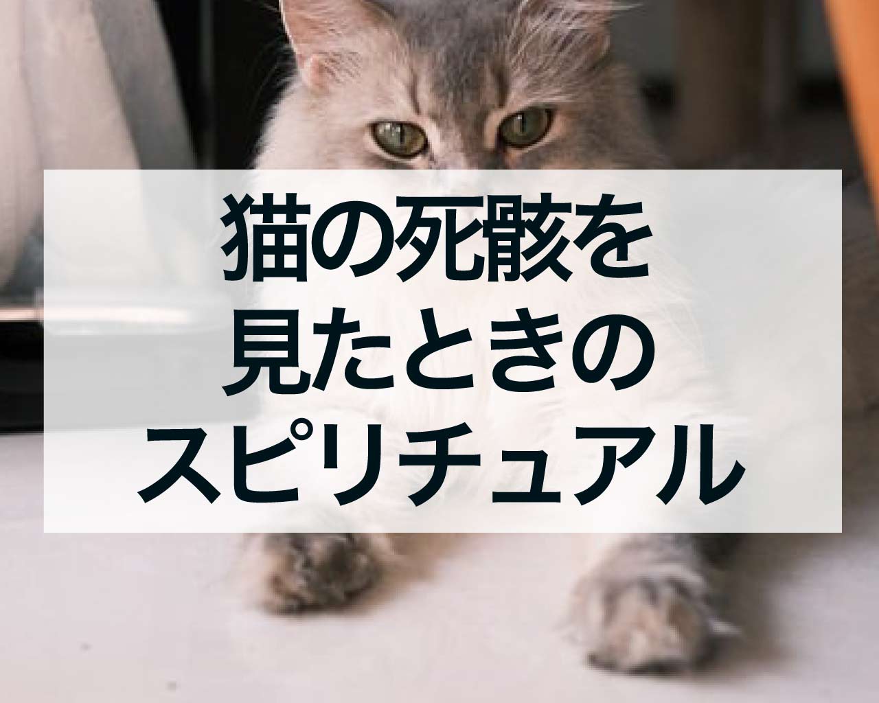 猫の死骸を見たときのスピリチュアルメッセージとは？敷地で見つけた場合の意味と解釈