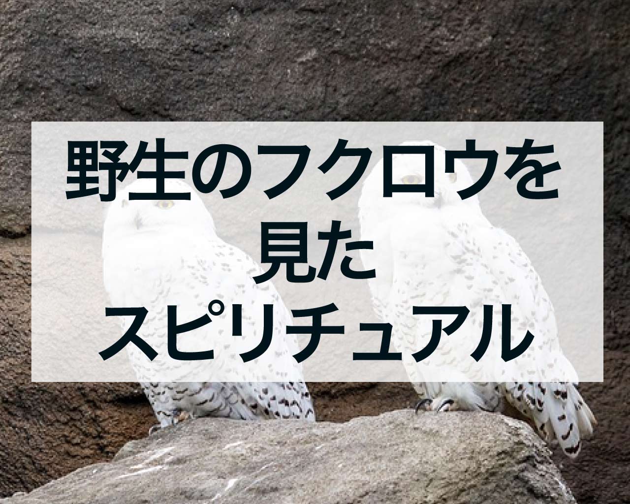 野生のフクロウを見たスピリチュアルな意味