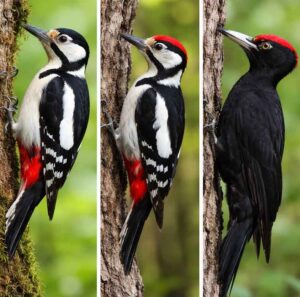 キツツツキ、アカゲラ・クマゲラ・コゲラ